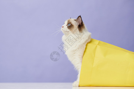 钻进纸袋子里的布偶猫咪背景