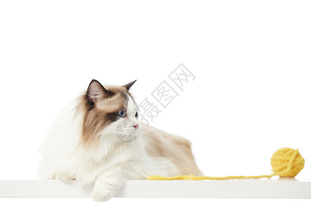 毛线球与宠物布偶猫背景图片
