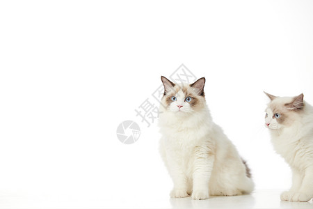 猫咪透明素材两只宠物布偶猫白底图背景