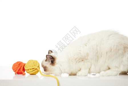 玩毛线球的宠物猫咪背景