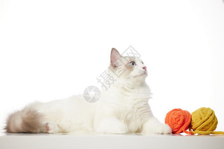 白猫ps素材毛线球与可爱宠物猫咪背景