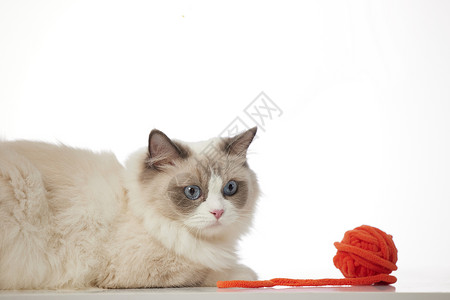红色毛线球与宠物猫咪图片