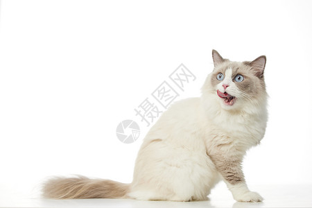 视频猫咪素材舔嘴唇的宠物布偶猫背景