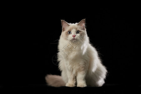 猫咪透明素材下的宠物布偶猫背景