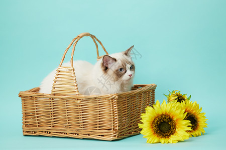 猫咪向日葵边框坐在篮子里的宠物布偶猫背景