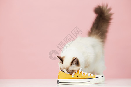 鞋子里猫咪闻鞋子的布偶猫背景