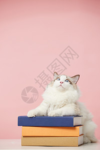 可爱的布偶猫高清图片