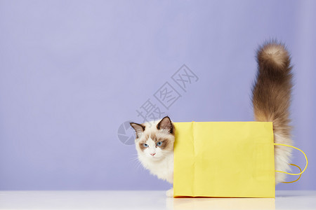 钻纸袋子的可爱宠物猫背景