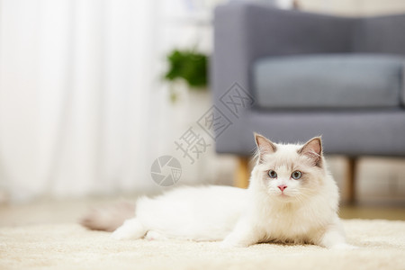 宠物布偶猫长毛地毯高清图片