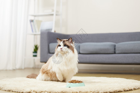 呆立室内家居环境宠物布偶猫背景