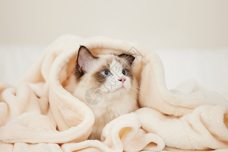水汪汪大眼睛可爱的布偶猫背景