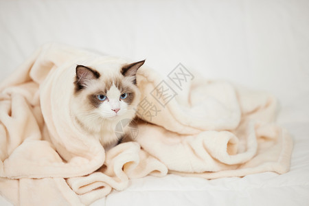 可爱的布偶猫高清图片