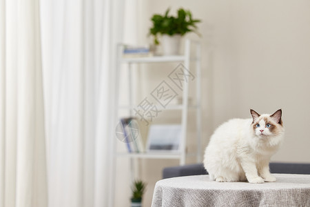 室内站在桌子上的小猫咪高清图片