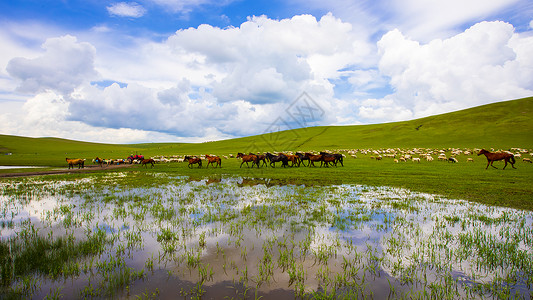 呼伦贝尔大草原白云下骏马和羊群图片