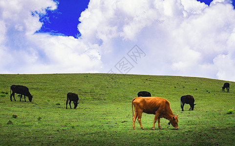 蓝天白云下草原上牛群低头吃草特写图片