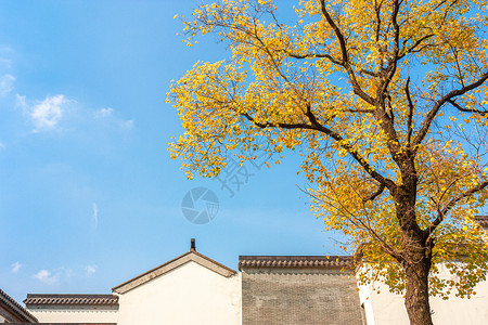 金秋白墙灰瓦古建民居与银杏乌桕树背景图片
