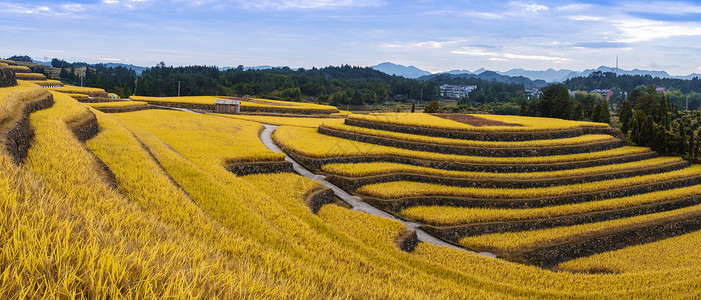 文成农村金色梯田背景