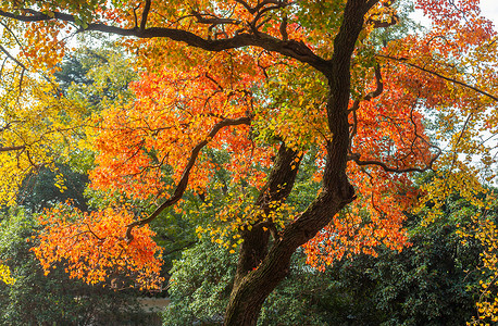 秋季多彩的枫叶图片