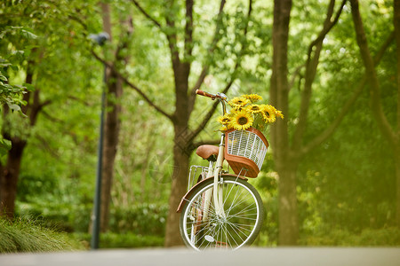 树林里的自行车背景图片