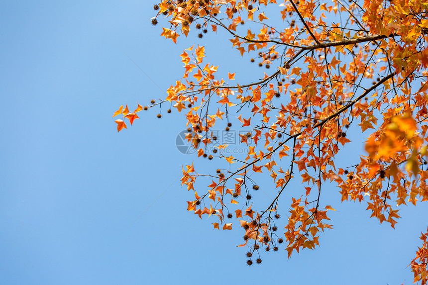蓝天下秋天的枫叶图片