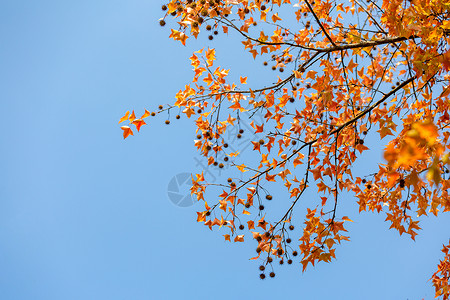 蓝天下秋天的枫叶背景图片