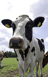 黑荷斯坦奶牛背景图片