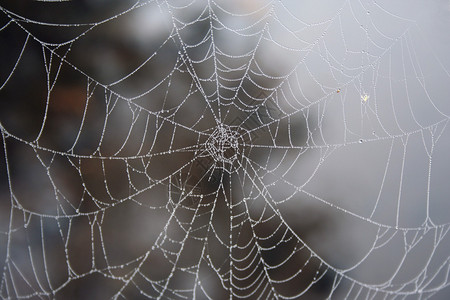 有露水早晨场面的蜘蛛网图片