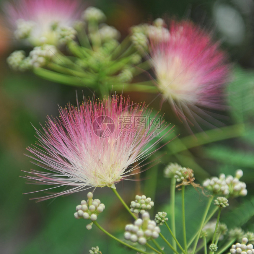 波斯丝绸树Albiziajulibr图片