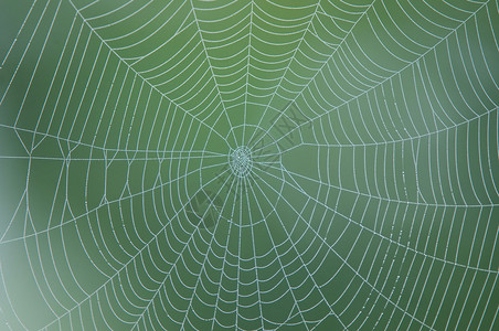 绿色背景的蜘蛛网照片图片
