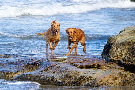两只大猎狗在海滩上跑图片