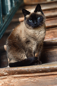 楼梯上蹲着的暹罗猫图片