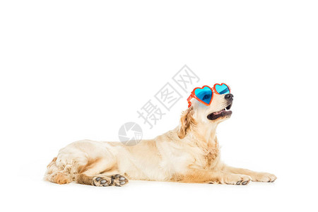 金色的猎狗心形太阳墨镜图片