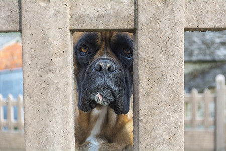 拳击手犬种透过墙上的洞看背景图片