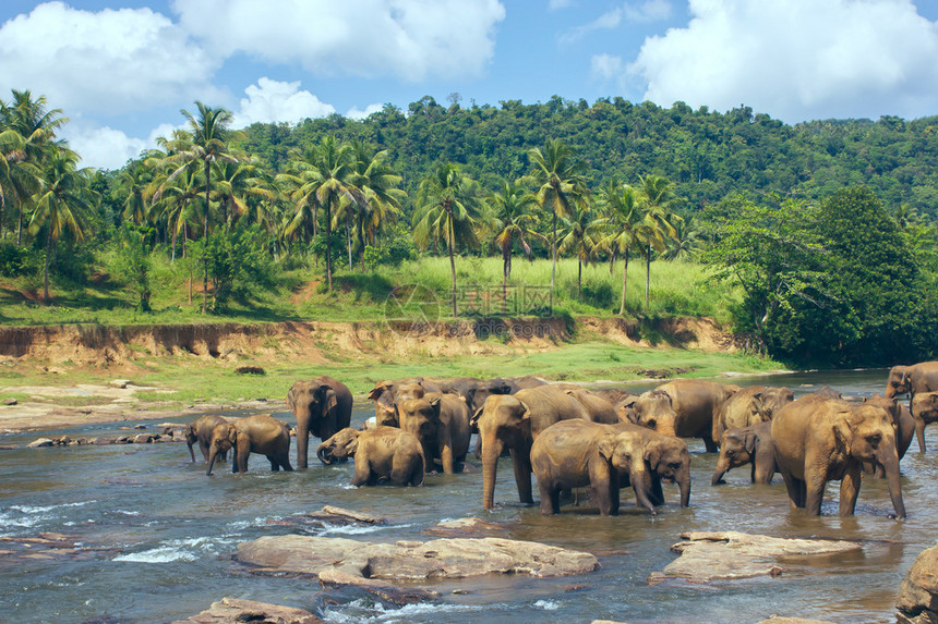 品纳瓦拉大象孤儿院许多大象在河里洗澡斯里兰卡丛林和河流中大象的美丽景观棕榈树和蓝图片