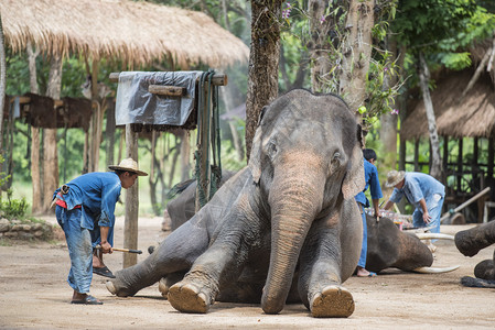 泰国大象保护中心TECC的每日大象表演图片