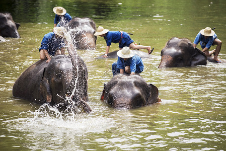 驯象师在河里洗澡和清理大象图片