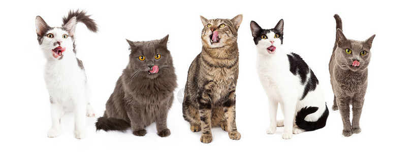五只不同种类舔舌头的小猫图片
