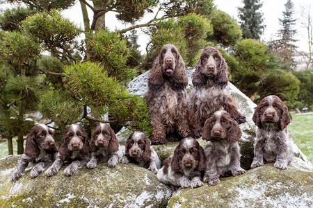 英国CockerSpaniel家庭图片