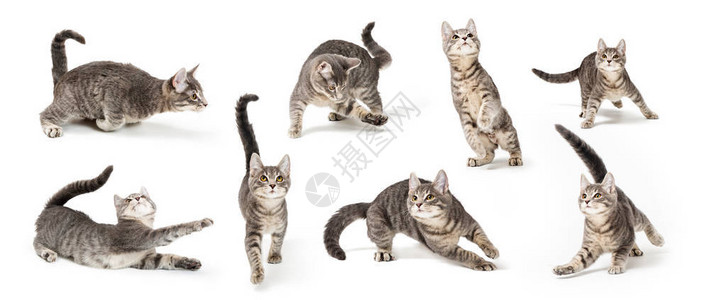 一只可爱狸花猫玩耍的八个姿势背景图片