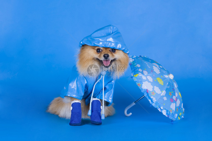 蓝色背景前穿着蓝色雨衣的小型博美犬图片