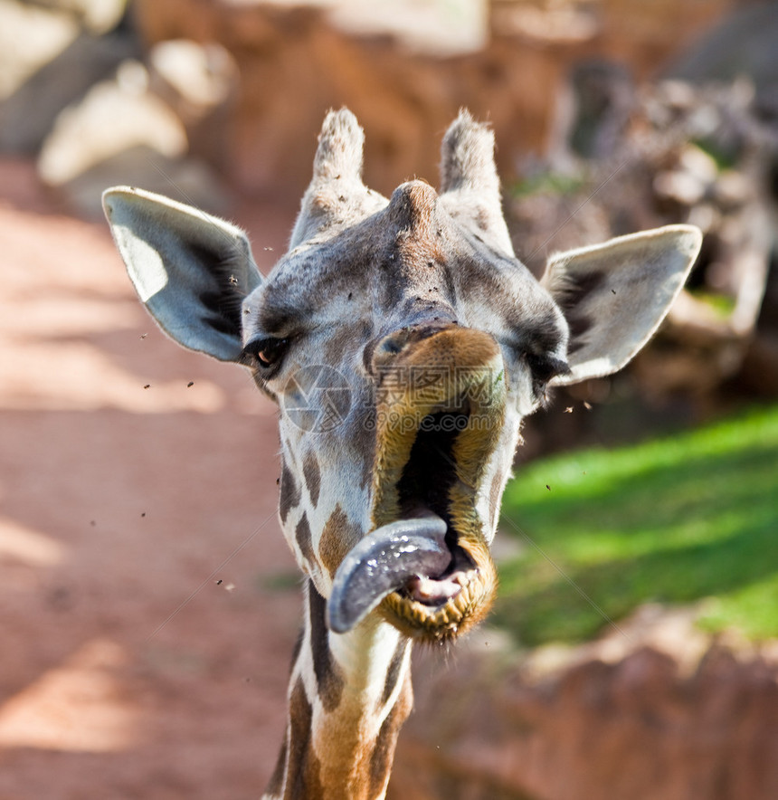 有趣的打哈欠长颈鹿头照片图片