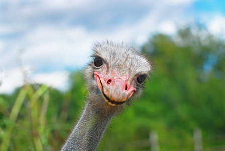 Ostrich头部图片