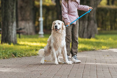 在公园里带着导盲犬散步的年轻女子的短片图片