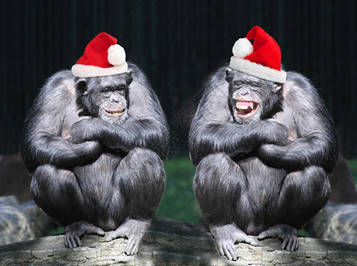 两只黑猩在非洲雨林的圣诞节派对图片