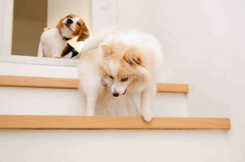 从楼梯上跑下来的狗与德国吐司图片