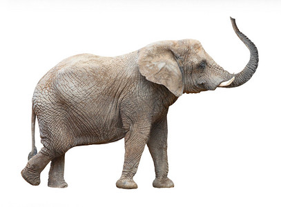 非洲大象Loxodontaafric图片