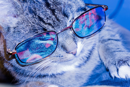 喵星人俱乐部字体设计冷蓝光下戴眼镜的可爱条纹猫背景