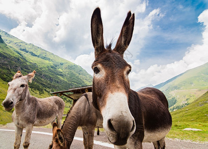 罗马尼亚山区Transfagarasan公路图片