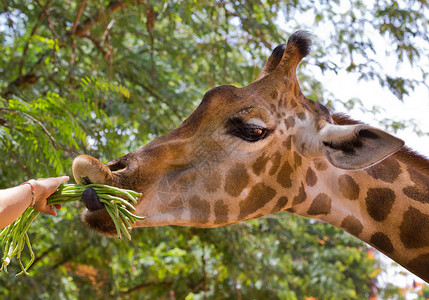 喂在动物园吃东西的长颈鹿图片