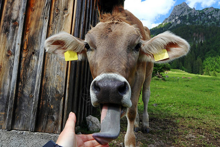 一只好奇的年轻棕色小牛伸出舌头图片